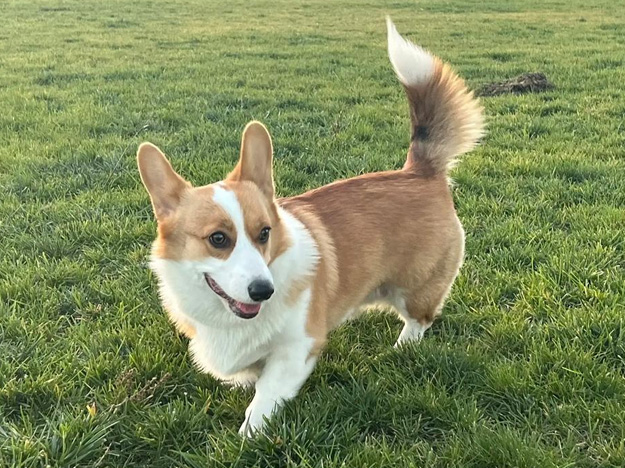 �����޿�����ʿ�»� Welsh Corgi Pembroke