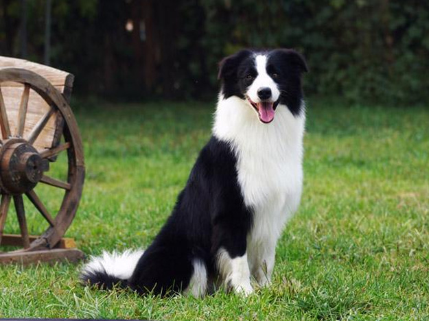 �߾�����Ȯ Border Collie