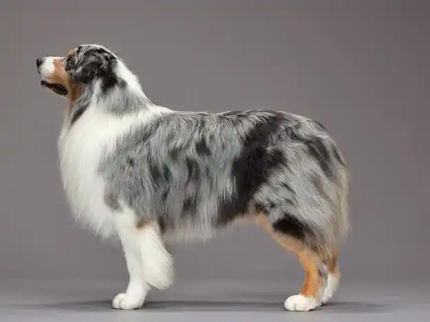 �Ĵ���������Ȯ Australian Shepherd