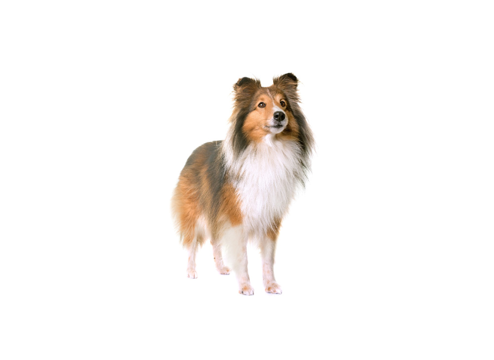 ϲ�ֵ�����Ȯ Shetland Sheepdog